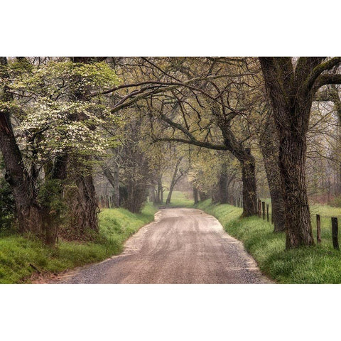 Nature Trail Walks White Modern Wood Framed Art Print by Amos, Andy