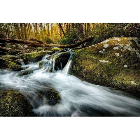 Fallen Timber White Modern Wood Framed Art Print by Amos, Andy