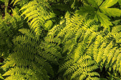 Ferns II White Modern Wood Framed Art Print with Double Matting by Amos, Andy