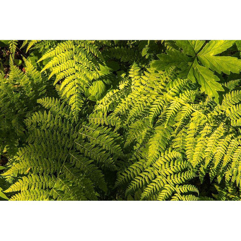 Ferns II Black Modern Wood Framed Art Print with Double Matting by Amos, Andy