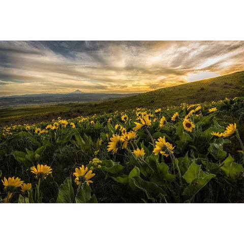 Sunflower Field Black Modern Wood Framed Art Print by Amos, Andy