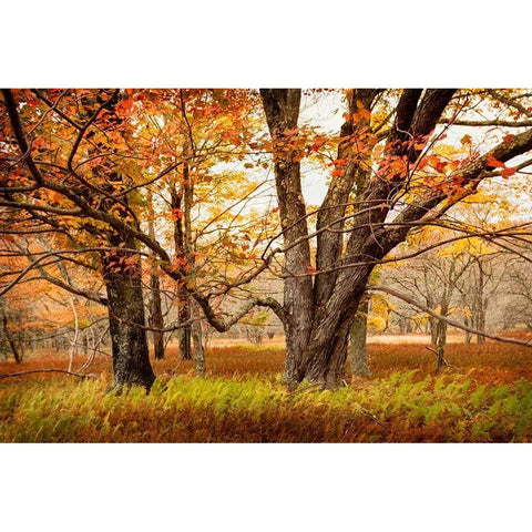 Crossing Paths Gold Ornate Wood Framed Art Print with Double Matting by Amos, Andy