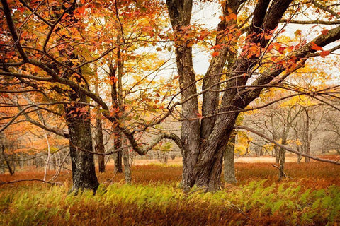 Crossing Paths Black Ornate Wood Framed Art Print with Double Matting by Amos, Andy