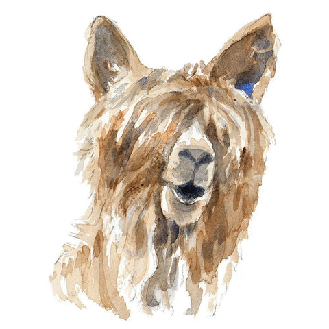 Shaggy Llama White Modern Wood Framed Art Print with Double Matting by Loreth, Lanie