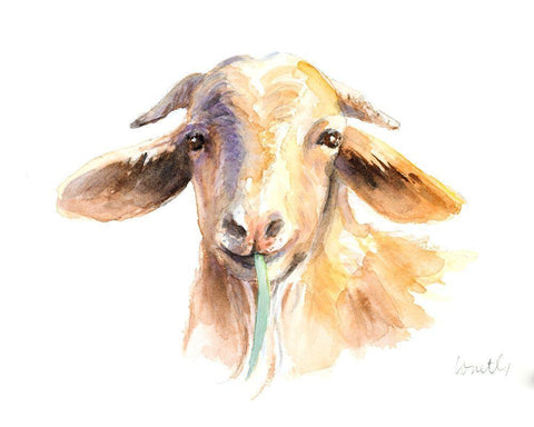 Goat IV White Modern Wood Framed Art Print with Double Matting by Loreth, Lanie