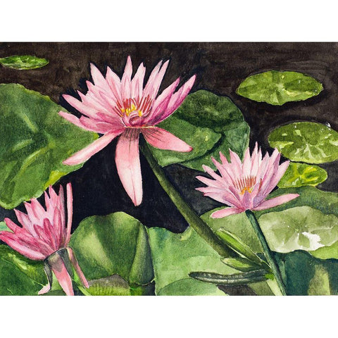Water Lillies Black Modern Wood Framed Art Print with Double Matting by Odum, Jan