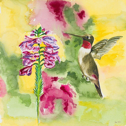 Watercolor Hummingbird Black Modern Wood Framed Art Print by Odum, Jan