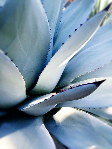 Giant Succulent I White Modern Wood Framed Art Print with Double Matting by Wilson, Kali