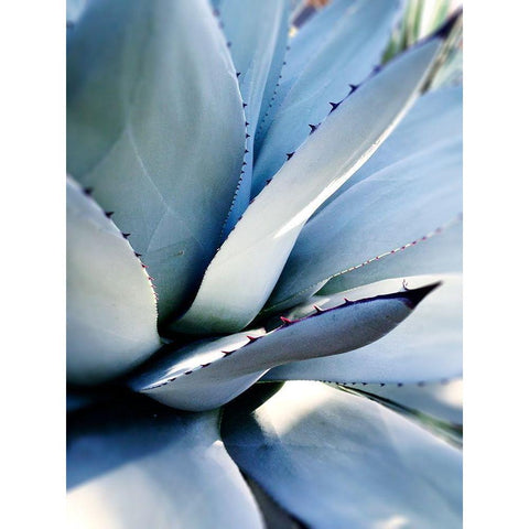 Giant Succulent I Black Modern Wood Framed Art Print by Wilson, Kali