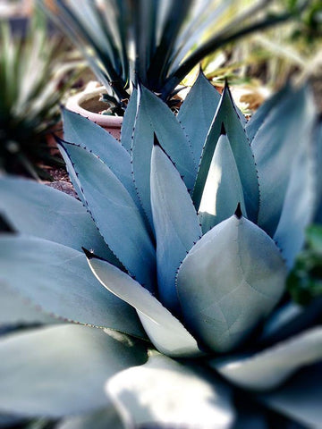 Giant Succulent II White Modern Wood Framed Art Print with Double Matting by Wilson, Kali