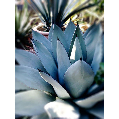 Giant Succulent II Gold Ornate Wood Framed Art Print with Double Matting by Wilson, Kali