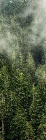 Smoky Forest Panel II White Modern Wood Framed Art Print with Double Matting by Amos, Andy
