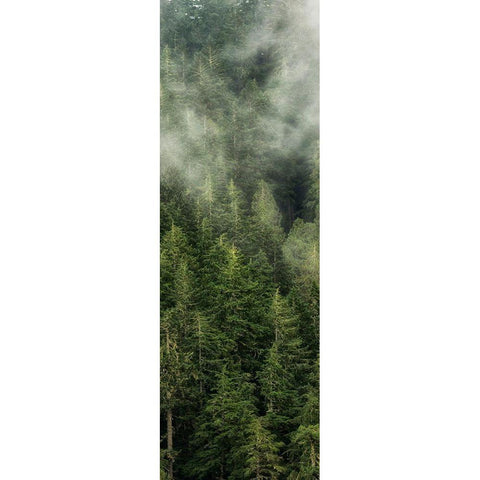 Smoky Forest Panel II Black Modern Wood Framed Art Print by Amos, Andy