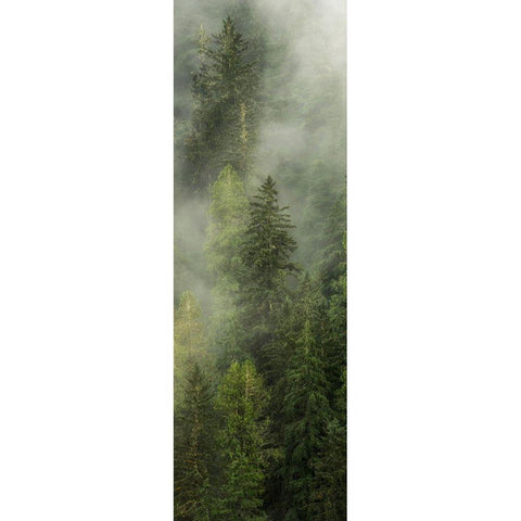 Smoky Forest Panel I Black Modern Wood Framed Art Print with Double Matting by Amos, Andy