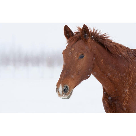 Brown Steed in Winter Black Modern Wood Framed Art Print by Walker, Carol