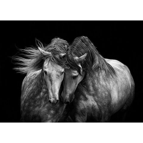 Horses in Love Black Modern Wood Framed Art Print with Double Matting by Walker, Carol