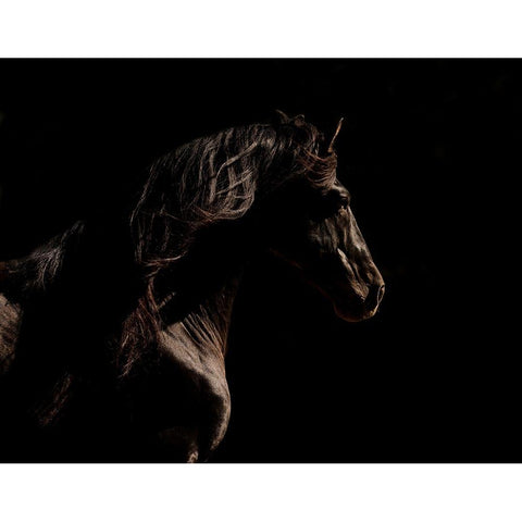 Mystery Horse Black Modern Wood Framed Art Print with Double Matting by Walker, Carol