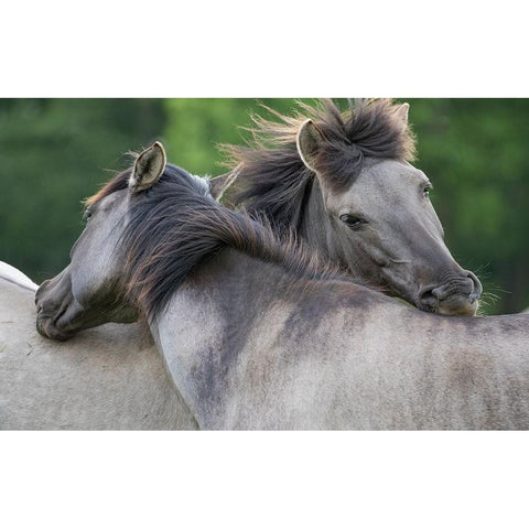 Caring Horses Gold Ornate Wood Framed Art Print with Double Matting by Walker, Carol