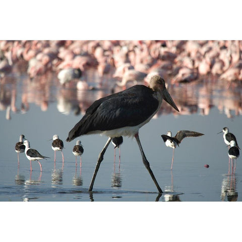 Among the Flock I Black Modern Wood Framed Art Print by Walker, Carol