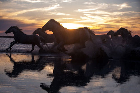 Coastal Horses White Modern Wood Framed Art Print with Double Matting by Walker, Carol