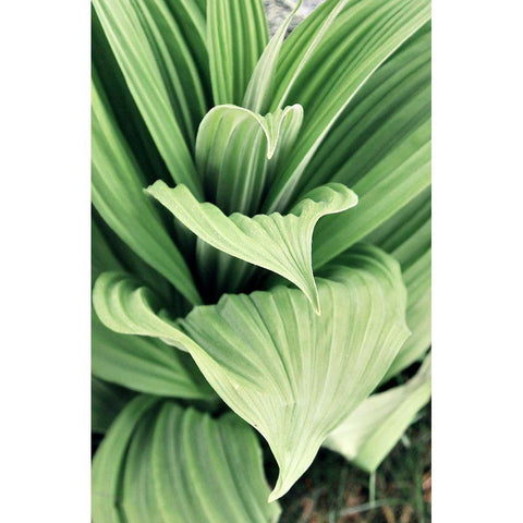 Green Leaf Blooms I Black Modern Wood Framed Art Print with Double Matting by Mansfield, Kathy