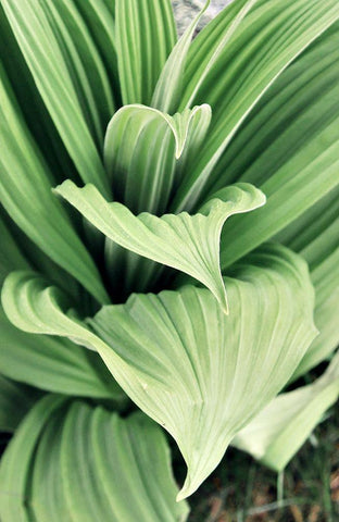 Green Leaf Blooms I Black Ornate Wood Framed Art Print with Double Matting by Mansfield, Kathy