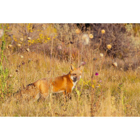 Fox Field I White Modern Wood Framed Art Print by Mansfield, Kathy