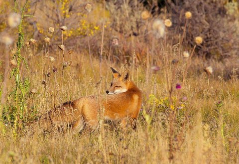 Fox Field II Black Ornate Wood Framed Art Print with Double Matting by Mansfield, Kathy