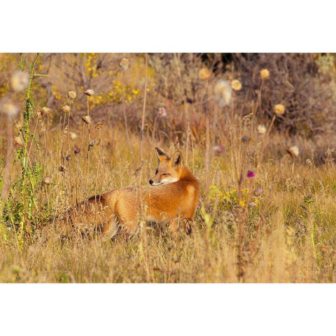 Fox Field II Black Modern Wood Framed Art Print by Mansfield, Kathy