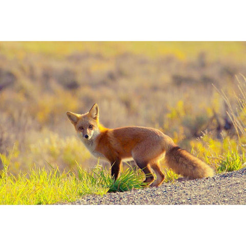 Curious Fox White Modern Wood Framed Art Print by Mansfield, Kathy