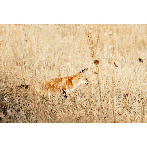 Hide and Hunt Black Modern Wood Framed Art Print by Mansfield, Kathy