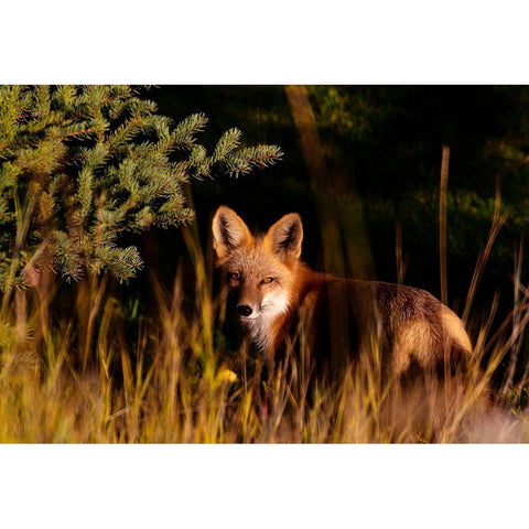 Fox Stare Black Modern Wood Framed Art Print with Double Matting by Mansfield, Kathy