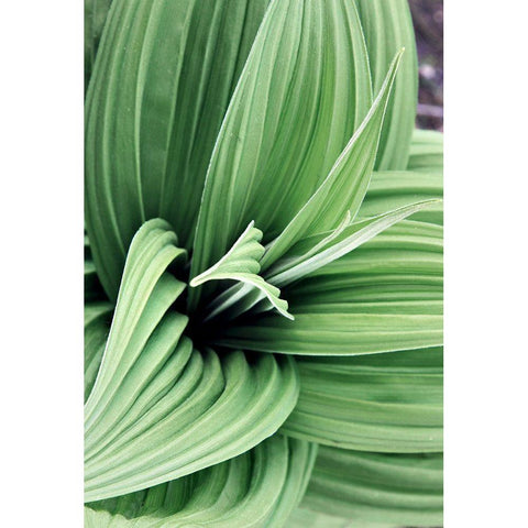 Green Leaf Blooms II Gold Ornate Wood Framed Art Print with Double Matting by Mansfield, Kathy
