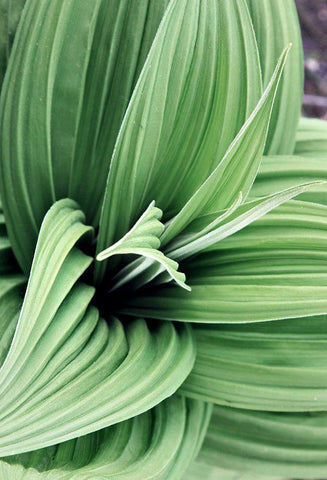 Green Leaf Blooms II White Modern Wood Framed Art Print with Double Matting by Mansfield, Kathy