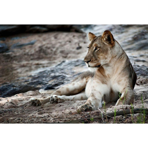 Afternoon Pose Gold Ornate Wood Framed Art Print with Double Matting by Niassa Lion Project