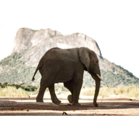 Lone Ele White Modern Wood Framed Art Print by Niassa Lion Project