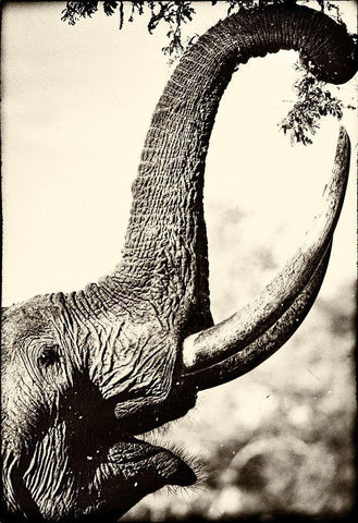 Reaching High Black Ornate Wood Framed Art Print with Double Matting by Niassa Lion Project