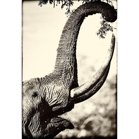 Reaching High Black Modern Wood Framed Art Print by Niassa Lion Project