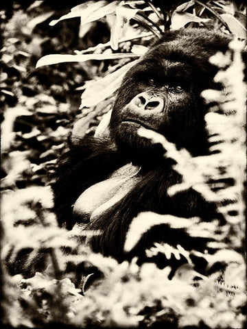 Gorilla White Modern Wood Framed Art Print with Double Matting by Niassa Lion Project