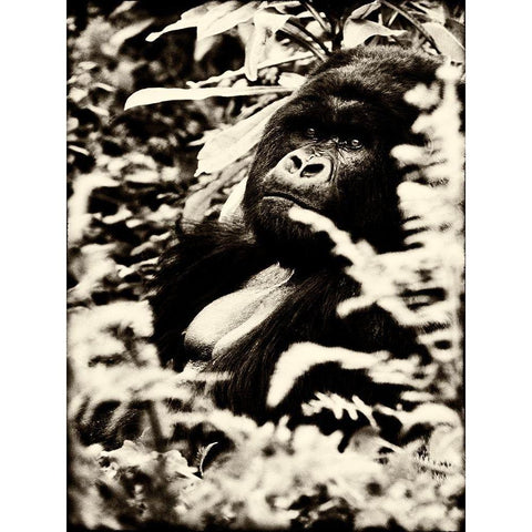 Gorilla White Modern Wood Framed Art Print by Niassa Lion Project