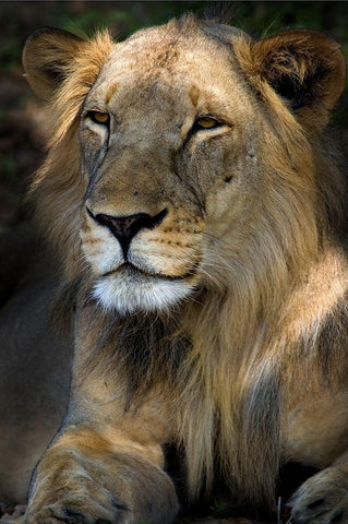 Cape Lion White Modern Wood Framed Art Print with Double Matting by Niassa Lion Project