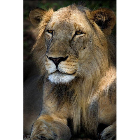 Cape Lion White Modern Wood Framed Art Print by Niassa Lion Project