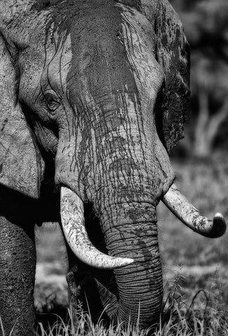 Tusks Black Ornate Wood Framed Art Print with Double Matting by Niassa Lion Project