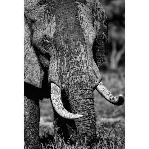 Tusks Black Modern Wood Framed Art Print by Niassa Lion Project