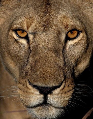 Golden Eyes Black Ornate Wood Framed Art Print with Double Matting by Niassa Lion Project