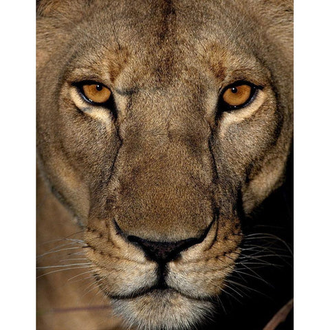 Golden Eyes Black Modern Wood Framed Art Print by Niassa Lion Project