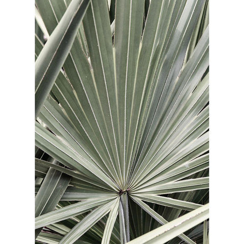 Organic Palm I White Modern Wood Framed Art Print by Amos, Andy