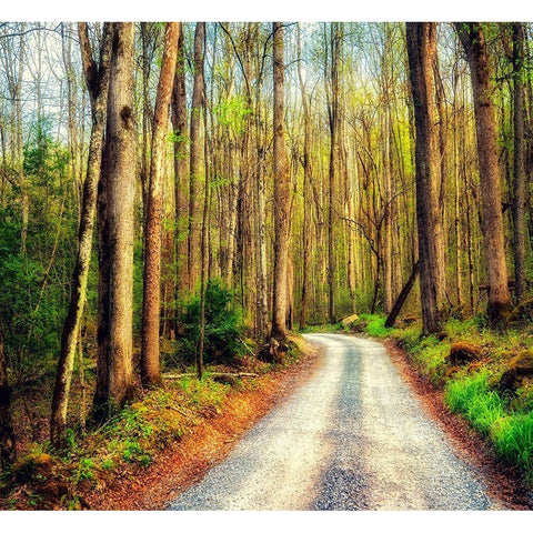 Wood Path Black Modern Wood Framed Art Print by Amos, Andy