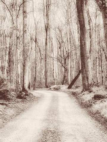 Road in the Woods White Modern Wood Framed Art Print with Double Matting by Amos, Andy