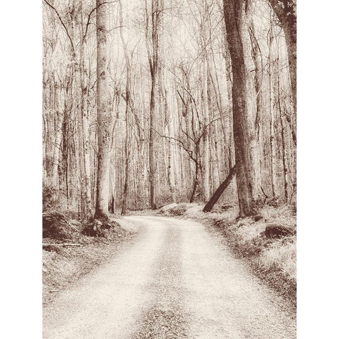 Road in the Woods Gold Ornate Wood Framed Art Print with Double Matting by Amos, Andy